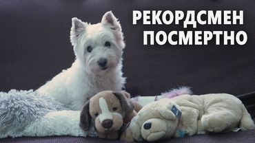 Испанец собрал 5000 фигурок собак и установил рекорд Книги Гиннесса