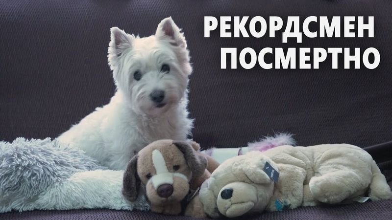 Испанец собрал 5000 фигурок собак и установил рекорд Книги Гиннесса