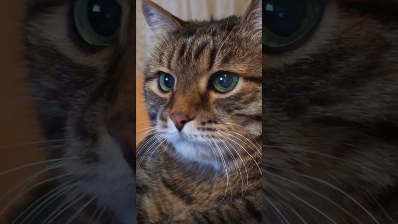 Девушки мечтают 🤔🙀😆🤣 #cat #кот #котушка #юмор #позитив #цитаты #приколы #топ