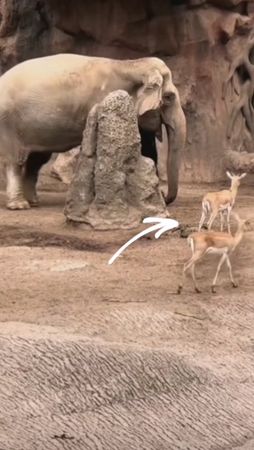 TikTok video #7513231751020399894