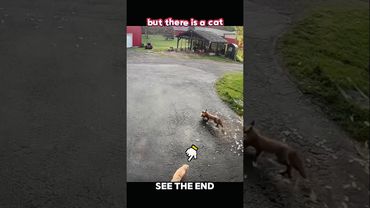 Fox Catches Chicken… Then a Cat Becomes the Hero 🐱🔥