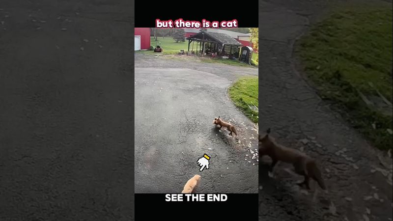 Fox Catches Chicken… Then a Cat Becomes the Hero 🐱🔥