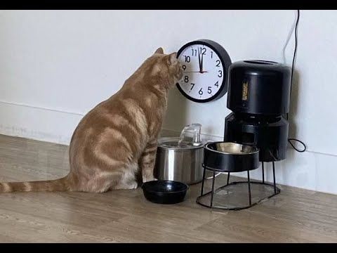 😺 Video-video kucing dan anak kucing yang sangat lucu! 🐈 Kompilasi video lucu terbaru! 😸