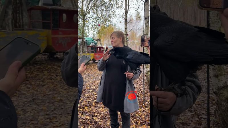 Говорящий ворон на зоостудии «Ковчег» в Кашире