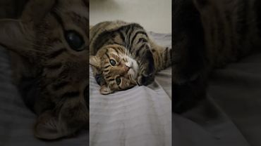 Сосиски в тесте 🌭🙀😼🤣 #cat #кот #юмор #котушка #приколы #смех