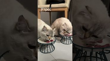 👀 за Леликом