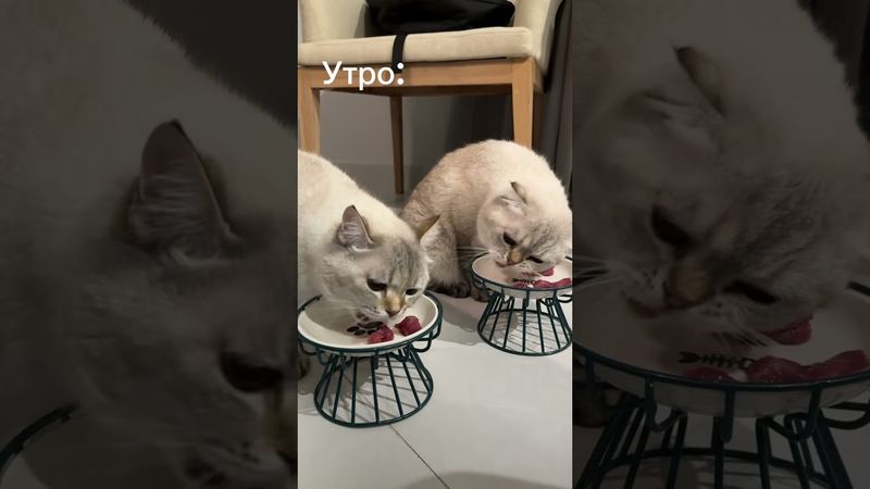 👀 за Леликом