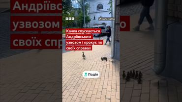 Качка з каченятами гуляють центром Києва #новини #shorts #птахи #тварини