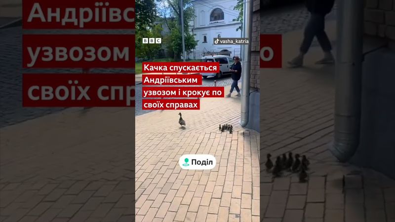 Качка з каченятами гуляють центром Києва #новини #shorts #птахи #тварини