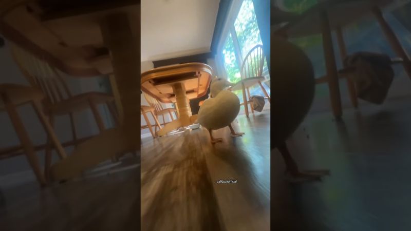 That one duck edit. Song name: Eu Sento gabu slowed. #phonk #music #duck