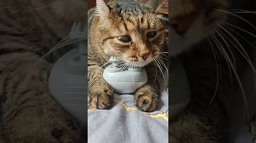 В экстазе 😻😉🤩🤣 #cat #кот #юмор #котушка #приколы #прикольныекоты