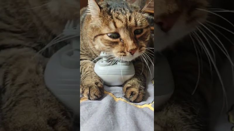 В экстазе 😻😉🤩🤣 #cat #кот #юмор #котушка #приколы #прикольныекоты