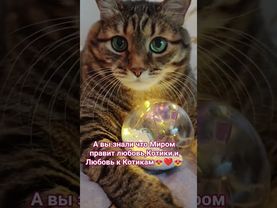 Котики и Любовь 😻😍❤🙏 #cat #кот #котушка #любовь #прикольныекоты