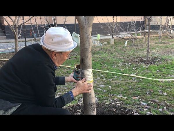 секрет для муравьёв действует на 100% опыт 8 лет борьбы