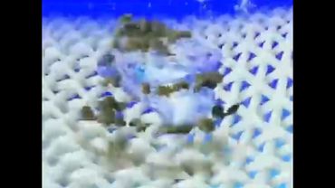 Реклама Sorti Turbo Intelletest 2007