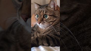 Разговаривать 🙀🤔😉🤣 #cat #кот #юмор #котушка #приколы #цитаты