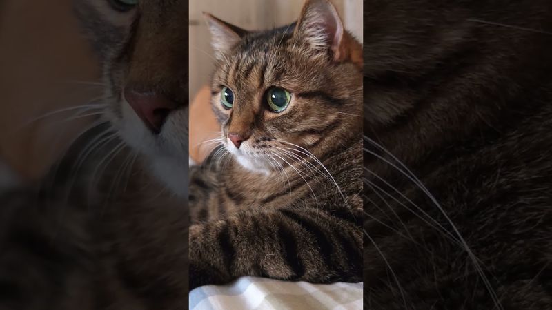 Разговаривать 🙀🤔😉🤣 #cat #кот #юмор #котушка #приколы #цитаты