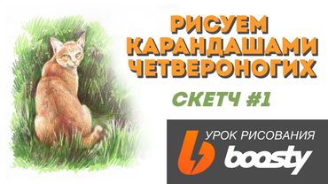 Рисуем карандашами четвероногих: Скетч рыжего кота / Урок рисования для Boosty