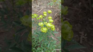 #shorts #rose #flowers #garden #nature #tulip #rosegarden  rose Wild Eclair; роза Вайлд Эклер