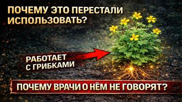 Чистотел: "Жёлтый сок, что система объявила ядом" — убивает патогенные грибки за часы