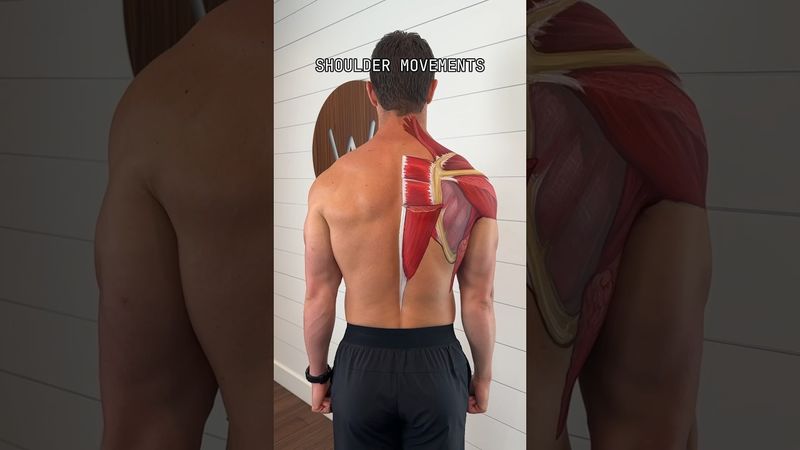 Movements of the shoulder blade (scapula) #shorts #fitness #shoulder
