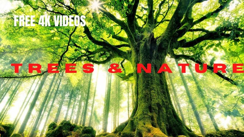 FREE 4K/HD TREES//FALLING LEAVES//WATERFALL//FOREST STOCK VIDEOS - NO COPYRIGHT FOOTAGE.