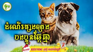 ដំណើរផ្សងព្រេងបងប្អូនឆ្កែឆ្មា | ម្អម សម្រាយរឿង