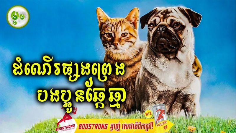 ដំណើរផ្សងព្រេងបងប្អូនឆ្កែឆ្មា | ម្អម សម្រាយរឿង