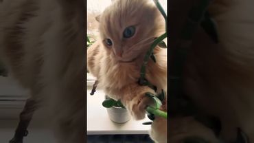 А мне можно всё #забавныекоты #юмор #красавчик