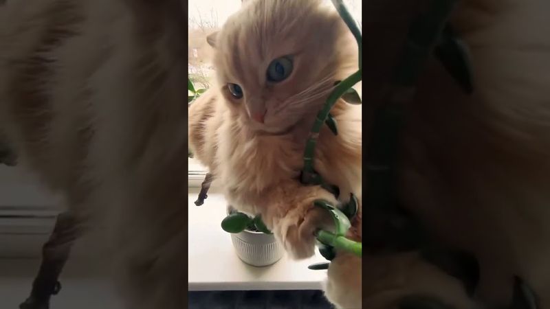 А мне можно всё #забавныекоты #юмор #красавчик