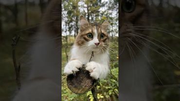 Возмущению нет предела! 🐯 Кот Плюх.