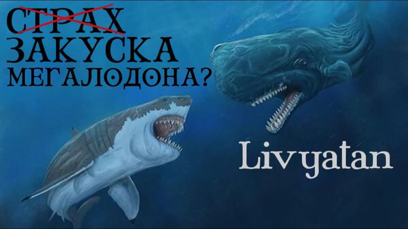 ЛЕВИАФАН МЕЛВИЛЛА: ИСТИННЫЙ КИТ-УБИЙЦА! ГЛАВНЫЙ ВРАГ МЕГАЛОДОНА ИЛИ ВСЕГО ЛИШЬ ЕГО ЕДА?