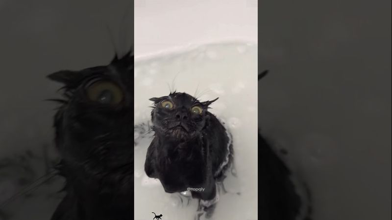 Giving my cats a bath #cat #cats #catlovers #funnycats #fyp