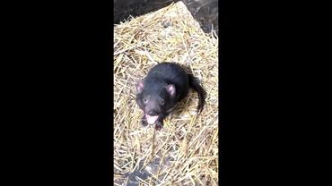 Tasmanian Devils relocated after flooding hits their sanctuary
