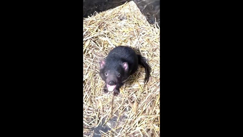 Tasmanian Devils relocated after flooding hits their sanctuary