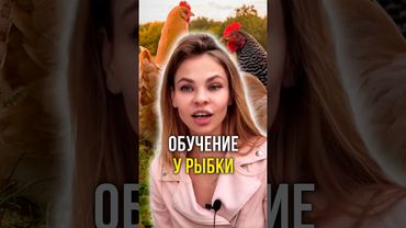 Обучение у рыбки 🐟