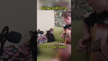 #блюзокот и #гитара #музыка