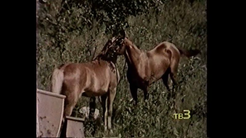 Заставка "Вы смотрите ТВ-3" (ТВ-3, 1998-1999)