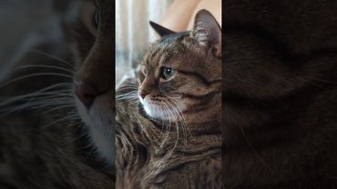 Уважай 🤔🙀😻🤣 #cat #кот #юмор #котушка #приколы #цитаты