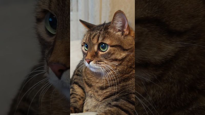 Мне чужого не надо ☝️🙀😉🤣 #cat #кот #юмор #котушка #приколы #цитаты