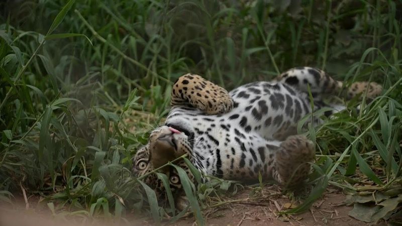 Sao Paulo sanctuary rescues felines threatened by urban sprawl | AFP