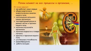 LR Рейши для восстановления почек и печени.