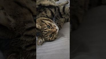 Спать приятно 💤😴😻🤣 #cat #кот #юмор #приколы #котушка #цитаты