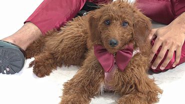 Житель США шьёт собакам галстуки, чтобы найти им дом