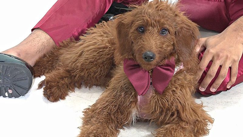 Житель США шьёт собакам галстуки, чтобы найти им дом