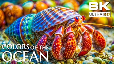 Reef Beauty 8K – Colorful Sea Creatures in 8K Clarity