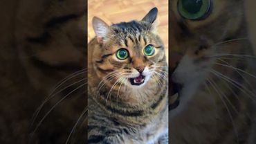 Рихнулась 🙀🫢😻🤣#cat #кот #юмор #котушка #фильм #кино #цитаты