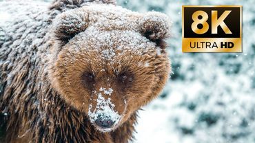 ЗИМА НА ПЛАНЕТЕ В 8K. От Северного до Южного полюса