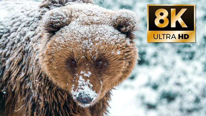 ЗИМА НА ПЛАНЕТЕ В 8K. От Северного до Южного полюса