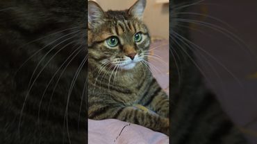 Лето ☀️😻🤩🤣 #cat #кот #юмор #котушка #приколы #цитаты #смех